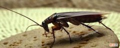 蟑螂留下的黑色颗粒是什么 蟑螂一粒粒黑色的是什么