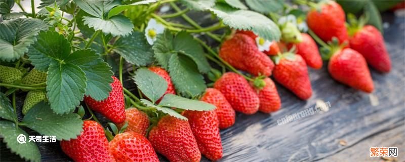 草莓苗培育方法技巧