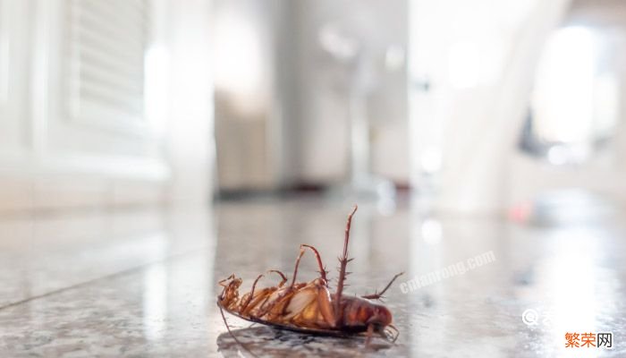 为什么蟑螂越打越多 蟑螂越打越多的方法