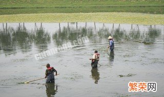 新鱼塘养殖技巧 新挖鱼塘放鱼前要做哪些准备