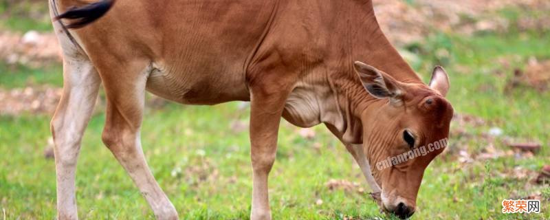 牛的尾巴有什么特点 牛的尾巴有什么特点和作用