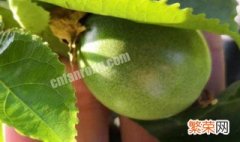 百香果种子怎么种 种植百香果的方法