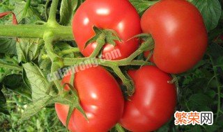 西红柿怎么种植 种植番茄的技巧