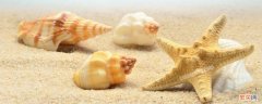 贝壳是什么动物的外壳 贝壳是什么动物