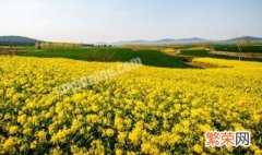 油菜移栽时间 油菜种植方法