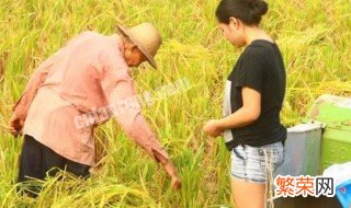 梦见打谷子是啥子意思 梦见打谷子梦境解析