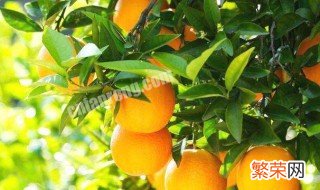 冰糖橙和蜜橙的区别 冰糖橙和脐橙有什么区别