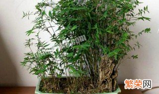 凤尾竹如何种植 凤尾竹种植的方法