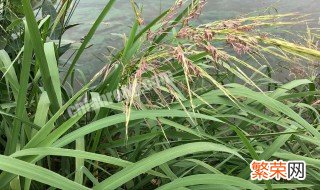 菰米如何种植图片 菰米如何种植