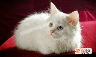 什么人不适合养猫 什么人不适合养猫狗