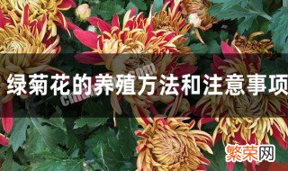 绿色菊花种植方法 绿菊花的养殖方法和注意事项