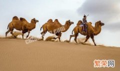 沙漠骆驼什么意思代表什么数字 沙漠骆驼什么意思