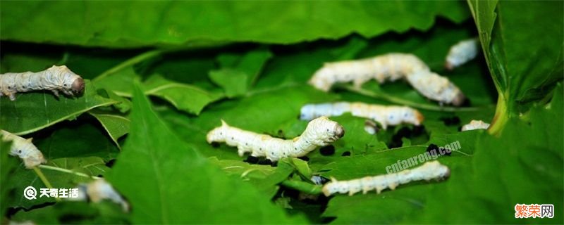 蚕变成蛾子后怎么分公母 蚕变成蛾子后怎么分辨公母