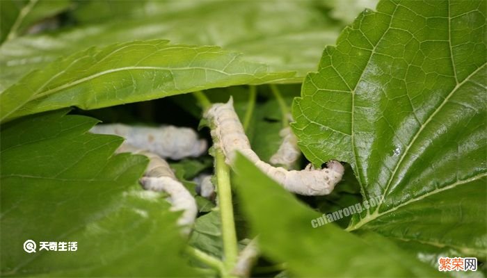 蚕变成蛾子后怎么分公母 蚕变成蛾子后怎么分辨公母