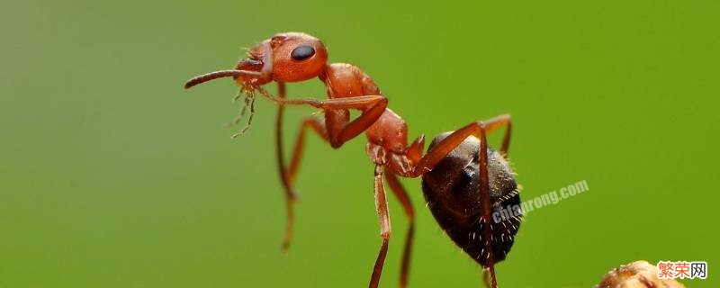 蚂蚁摔下去为什么不会死 蚂蚁会摔死吗