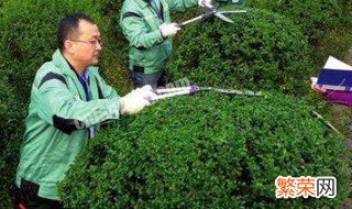 修剪方法图解 植物修剪得4个步骤详解