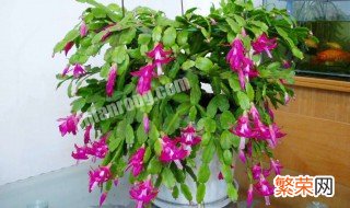 冬天怎样嫁接蟹爪兰 用什么方法