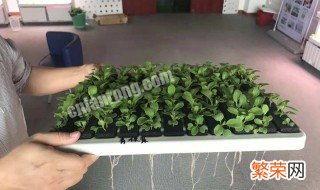 植物营养液怎么配 植物营养液配法