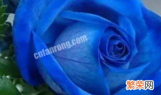 蓝色玫瑰的花语是什么 蓝色玫瑰的花语是啥