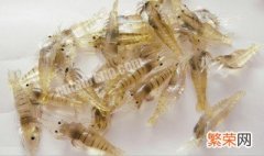 家庭黑壳虾饲养技巧 黑壳虾养殖注意事项