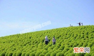 红地肤生长周期 红地肤种植时间和技巧