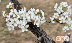 桃花杏花梨花什么时候开花 梨花什么时候开花