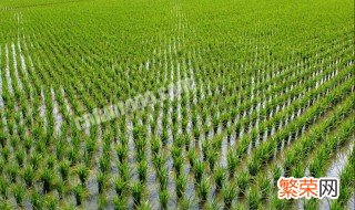 水田种植技术和方法 水田种植技术和方法