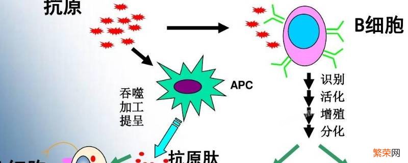 被病毒感染的细胞通过信使囊泡将病毒的什么传到细胞膜表面