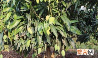 芒果种植技术方法 芒果的种植方法