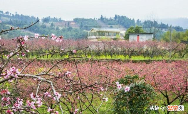 “人间四月芳菲尽,山寺桃花始盛开。”你如何理解？