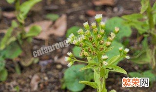 药材防风如何种植 药材防风如何种植视频