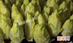 玉兰菜怎么种植盆栽 玉兰菜怎么种植