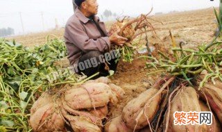 土瓜应怎么种植才好 土瓜应怎么种植