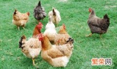 肉鸡的养殖方法和注意事项 肉鸡饲养方法详细步骤