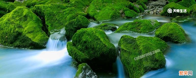 院子里面的青苔怎么消除 庭院地面上的青苔怎样消除