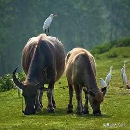 刚出生的牛犊难产站不起怎么办？