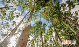 怎样种植桉树 如何种植桉树