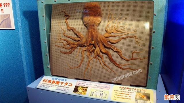 史上腿最多的章鱼！竟然有96条腿,是基因突变还是核辐射导致？