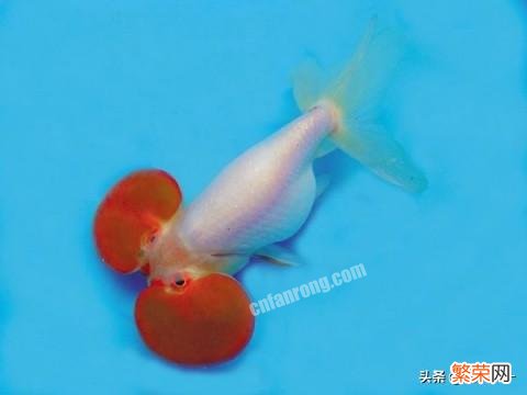 脆弱的水泡眼金鱼该如何养殖？