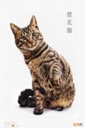 狸花猫属于纯种猫吗？