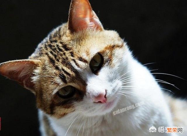 养猫是不是很烧钱？中国有什么高颜值的本土猫吗？