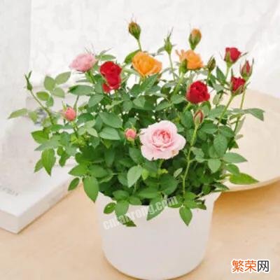 玫瑰花苗用什么土怎么养？