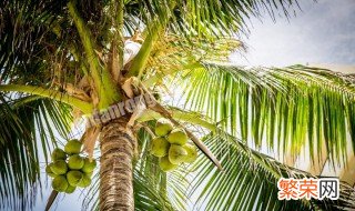 椰子树怎么种植 椰子树怎么种
