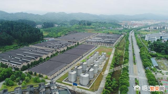 习酒、郎酒、国台究竟谁会是真正的“第二酱香酒”？