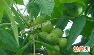 家里种核桃树好不好 家里种核桃树好不好?