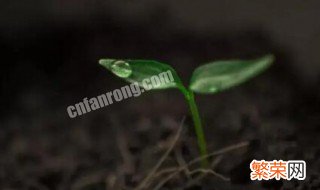 某些植物的生长与月亮有关吗 月亮上种植的什么植物