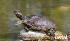 鳖和甲鱼一样吗 鳖和甲鱼是同一种生物吗