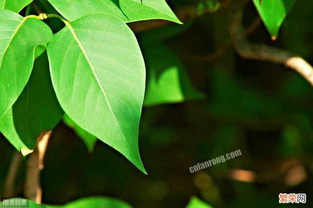 这3种食物是幽门螺杆菌的“敌人”,平时多吃点,胃病都会绕路走!“敌人”指什么?