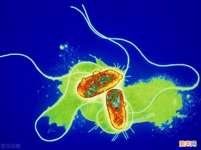 幽门螺杆菌“天敌”,一物常吃清“干净”,一物是什么？