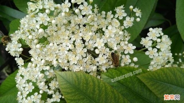 你拍过的石楠花什么样,有蜜蜂吗？